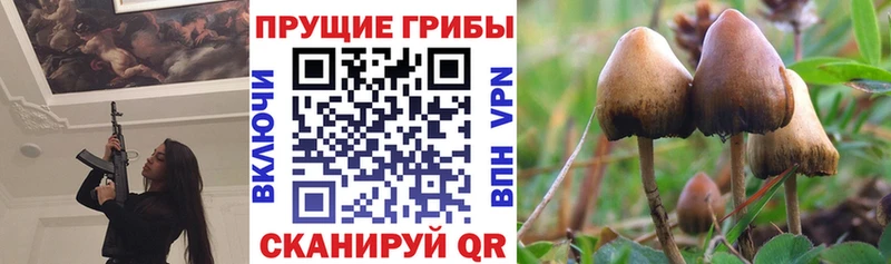 Купить закладки  Строитель  Псилоцибиновые грибы Magic Shrooms 